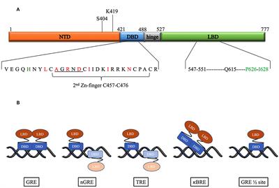 GR Dimerization and the Impact of GR Dimerization on GR Protein Stability and Half-Life